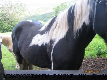MISSING/STOLEN EQUINE UK, FLASH, Near Neath, South Wales, SA11 4ED